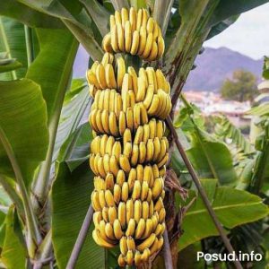 У США вперше продали банани