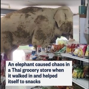 Дикий слон зайшов до магазину
