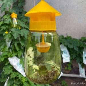 пастка для комах